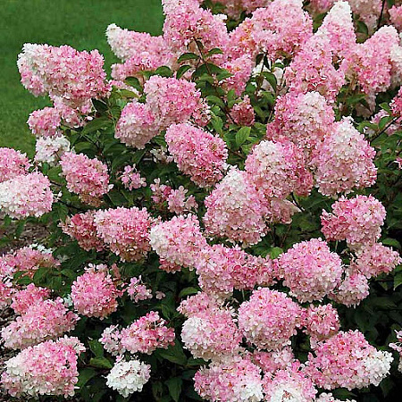 Фото Гортензия метельчатая Тач оф Пинк