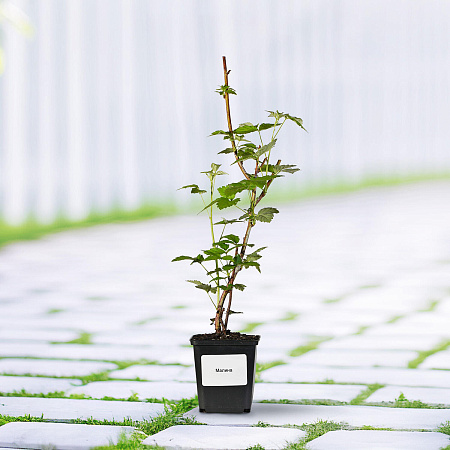 Фото Малина Конёк-Горбунок